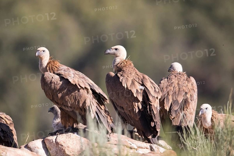 Griffon vulture (Gyps fulvus), Extremadura, Castilla La Mancha, Spain