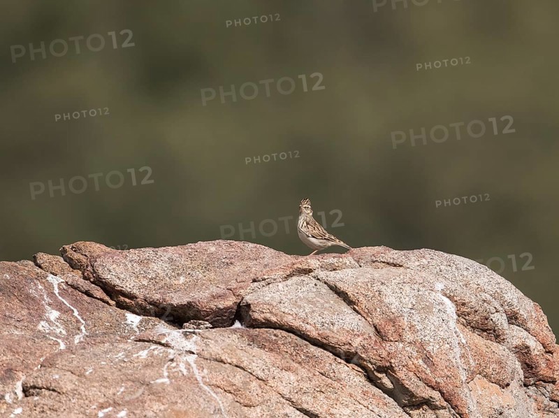 Skylark (Alauda arvensis), Extremadura, Castilla La Mancha, Spain