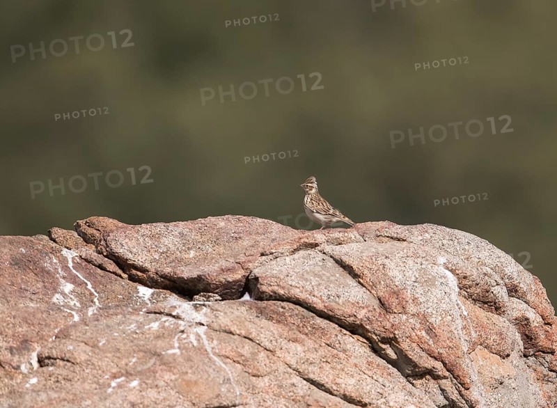 Skylark (Alauda arvensis), Extremadura, Castilla La Mancha, Spain