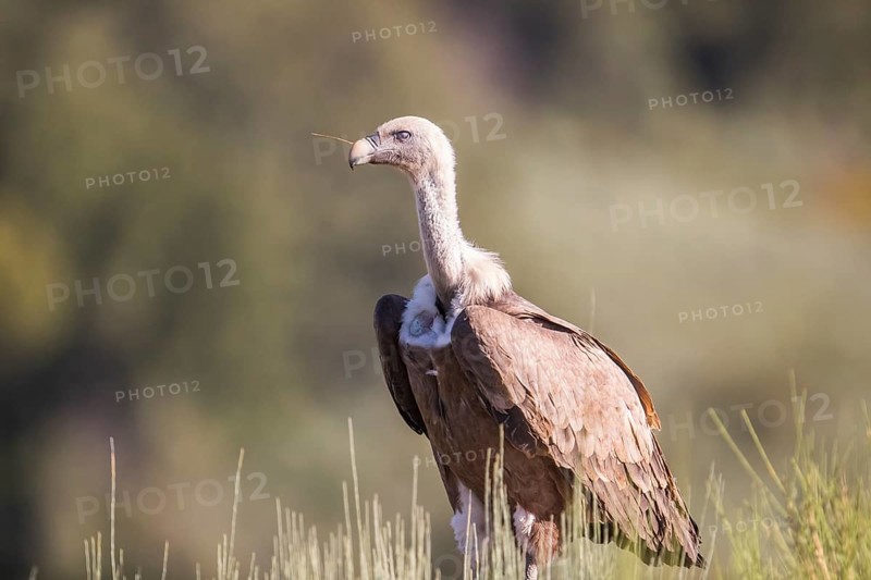 Griffon vulture (Gyps fulvus), Extremadura, Castilla La Mancha, Spain