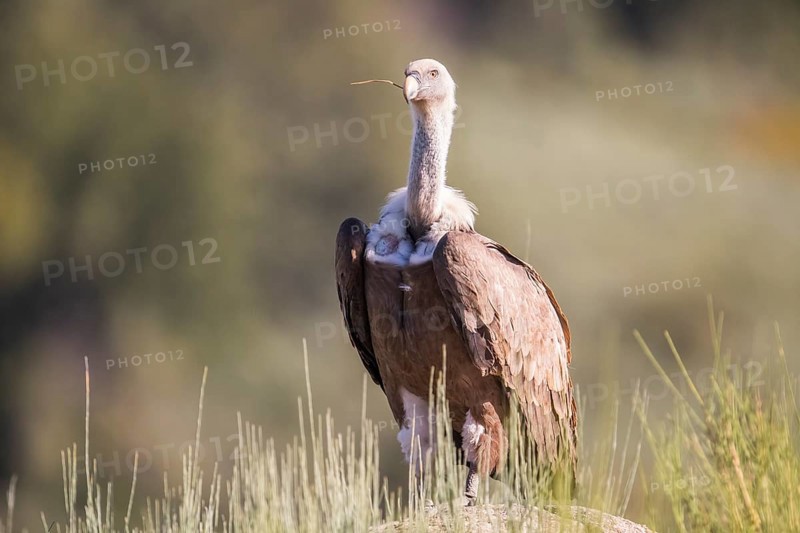 Griffon vulture (Gyps fulvus), Extremadura, Castilla La Mancha, Spain