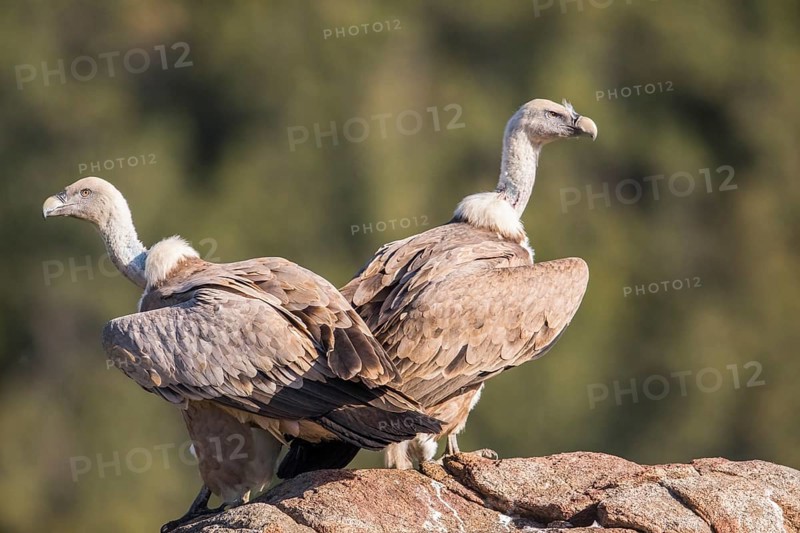 Griffon vulture (Gyps fulvus), Extremadura, Castilla La Mancha, Spain