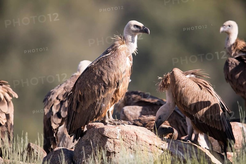 Griffon vulture (Gyps fulvus), Extremadura, Castilla La Mancha, Spain