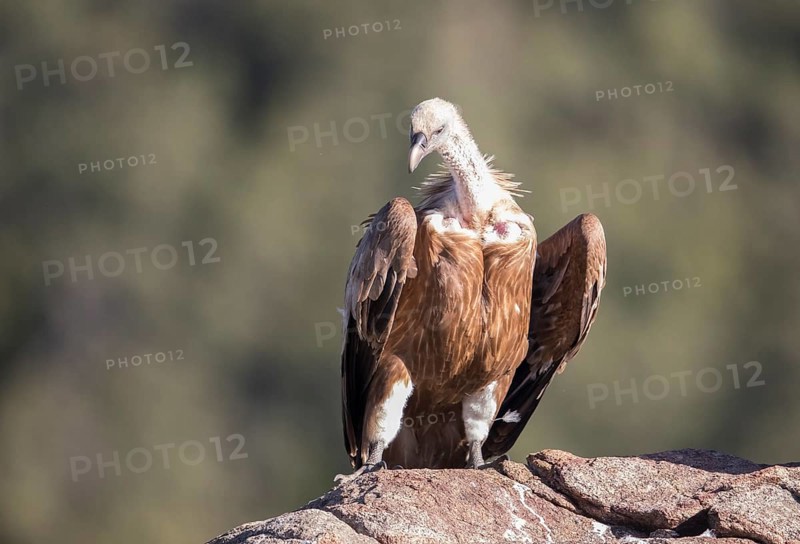 Griffon vulture (Gyps fulvus), Extremadura, Castilla La Mancha, Spain