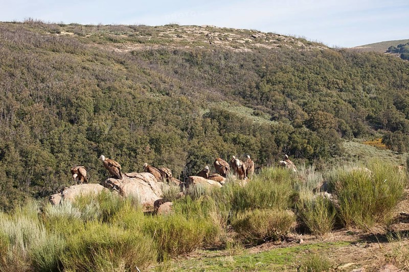 Griffon vulture (Gyps fulvus), Extremadura, Castilla La Mancha, Spain