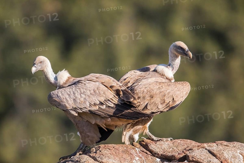Griffon vulture (Gyps fulvus), Extremadura, Castilla La Mancha, Spain