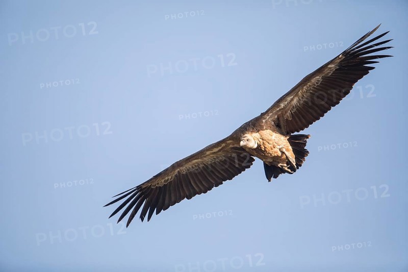 Griffon vulture (Gyps fulvus), Extremadura, Castilla La Mancha, Spain