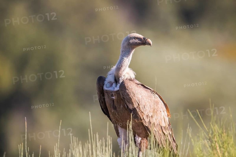 Griffon vulture (Gyps fulvus), Extremadura, Castilla La Mancha, Spain