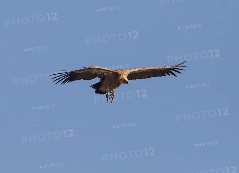Griffon vulture (Gyps fulvus), Extremadura, Castilla La Mancha, Spain