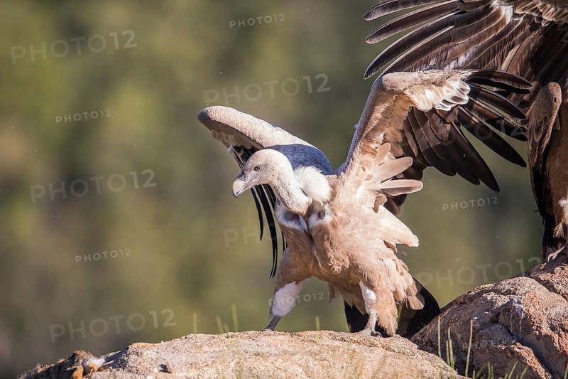 Griffon vulture (Gyps fulvus), Extremadura, Castilla La Mancha, Spain