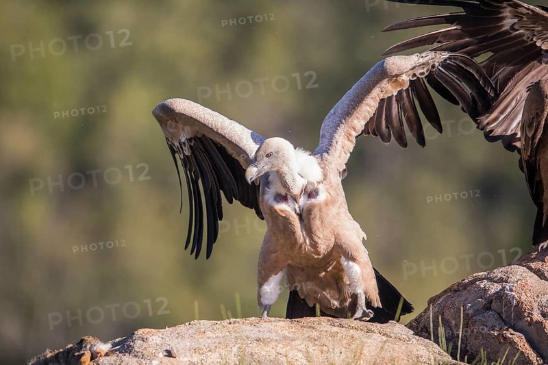 Griffon vulture (Gyps fulvus), Extremadura, Castilla La Mancha, Spain
