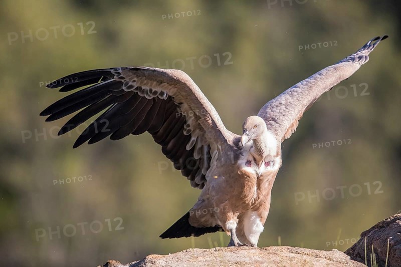 Griffon vulture (Gyps fulvus), Extremadura, Castilla La Mancha, Spain