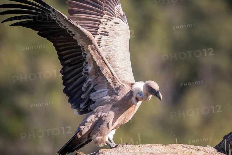 Griffon vulture (Gyps fulvus), Extremadura, Castilla La Mancha, Spain