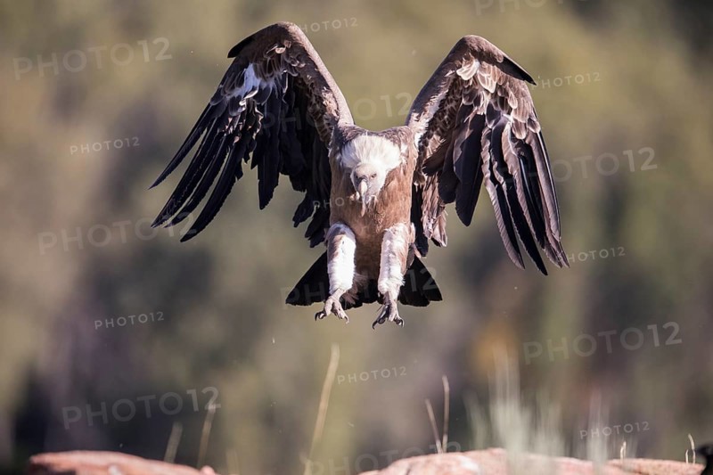 Griffon vulture (Gyps fulvus), Extremadura, Castilla La Mancha, Spain