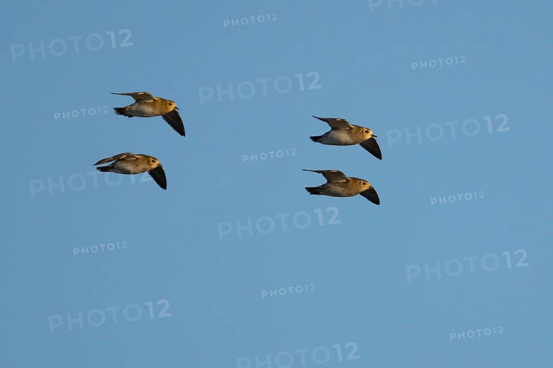 Golden plover (Pluvialis) apricaria four adult wader birds in flight, England, United Kingdom