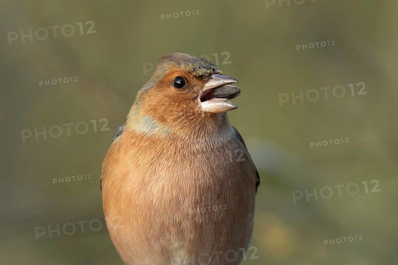 Eurasian chaffinch (Fringilla coelebs) adult male bird feeding on a sunflower seed, England, United Kingdom