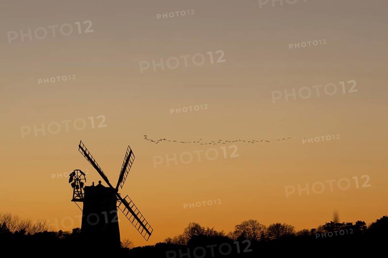 Pink-footed goose (Anser brachyrhynchus) adult geese birds flying in a flock or skein at sunset over a windmill, Norfolk, England, United Kingdom