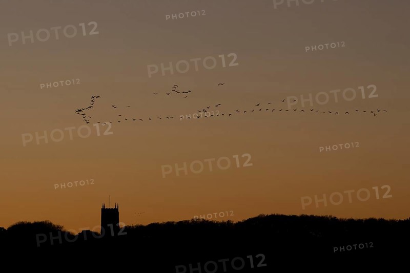 Pink-footed goose (Anser brachyrhynchus) adult geese birds flying in a flock or skein at sunset over a church, Norfolk, England, United Kingdom