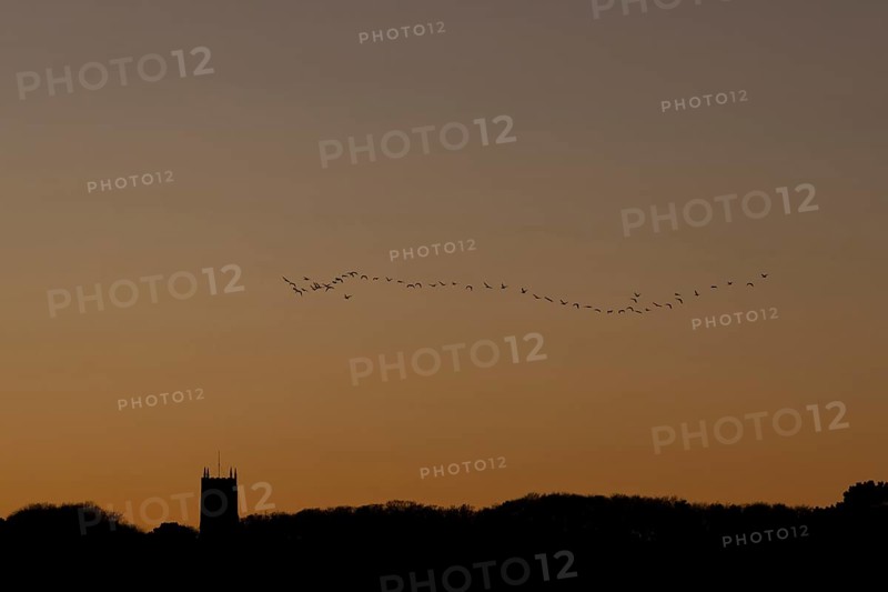 Pink-footed goose (Anser brachyrhynchus) adult geese birds flying in a flock or skein at sunset over a church, Norfolk, England, United Kingdom