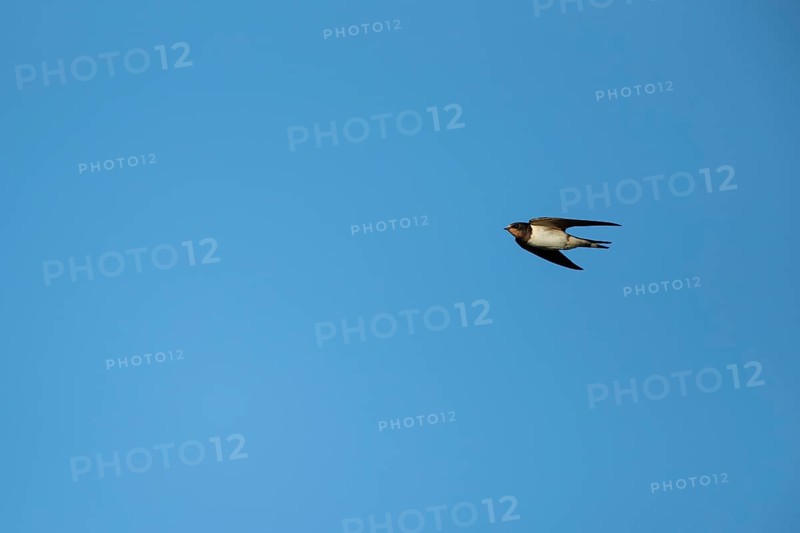 Barn swallow (Hirundo rustica) adult bird in flight, England, United Kingdom