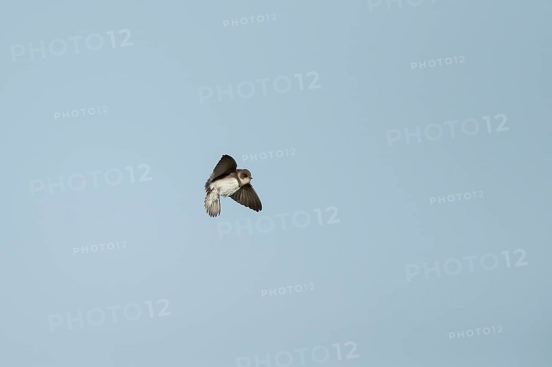 Sand martin (Riparia riparia) adult bird in flight, England, United Kingdom