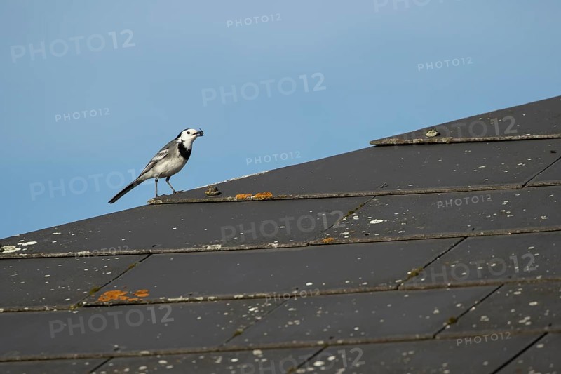 Pied wagtail (Motacilla alba) adult bird catching a fly on a roof top, England, United Kingdom