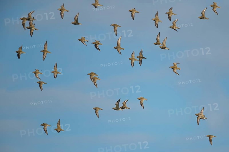 Golden plover (Pluvialis apricaria) adult wader birds in a flock in flight, England, United Kingdom