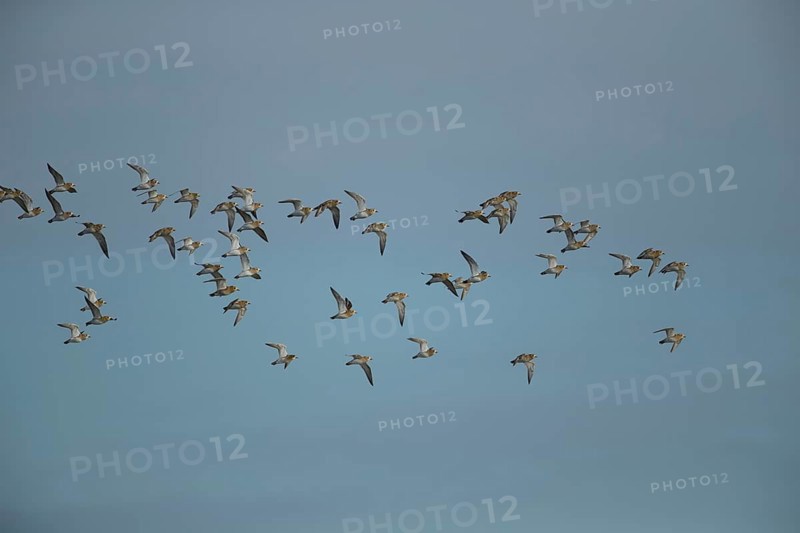 Golden plover (Pluvialis apricaria) adult wader birds in a flock in flight, England, United Kingdom