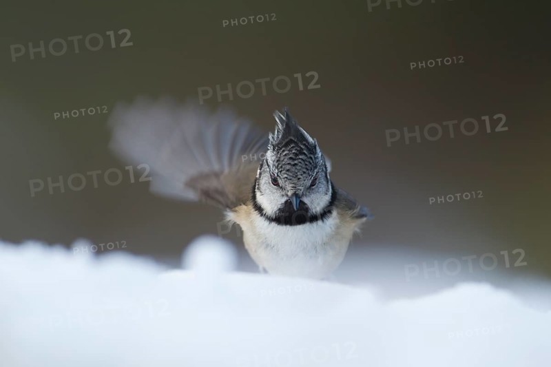 Crested tit (Parus cristatus) adult bird stretching whilst standing in snow in winter, Scotland, United Kingdom