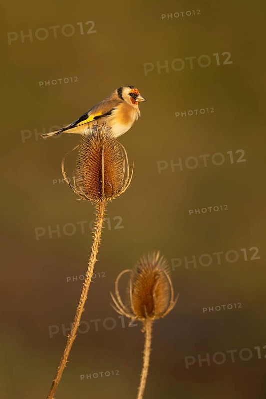 European goldfinch (Carduelis carduelis) adult bird perched on a teasel seed head, England, United Kingdom