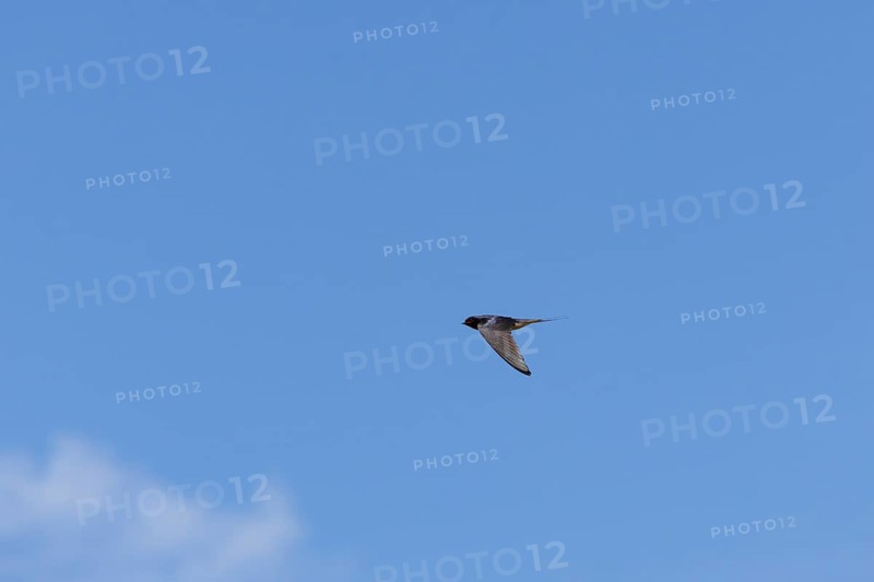 Barn swallow (Hirundo rustica) adult bird in flight, England, United Kingdom