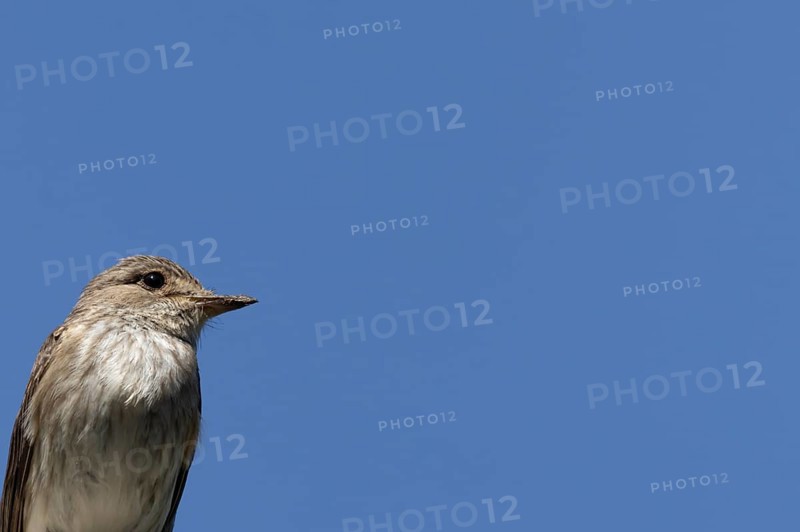 Spotted flycatcher (Muscicapa striata) adult bird head portrait, England, United Kingdom