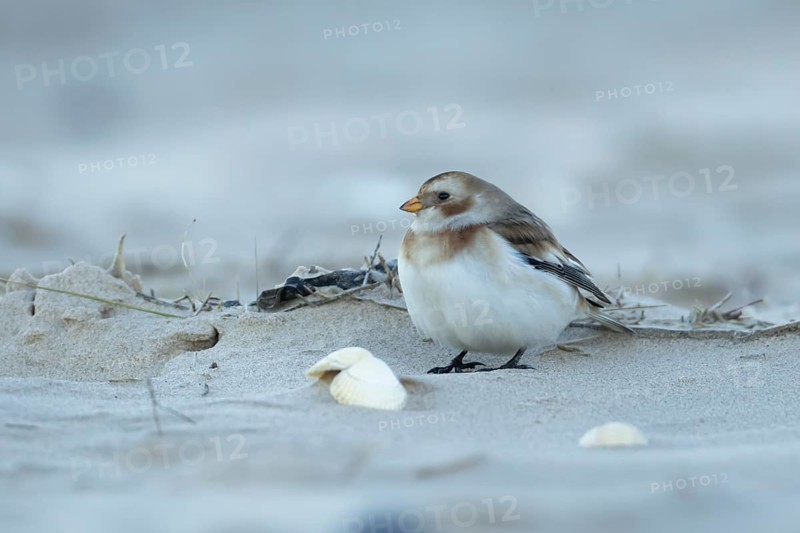 Snow bunting (Plectrophenax nivalis) adult bird on a beach, England, United Kingdom
