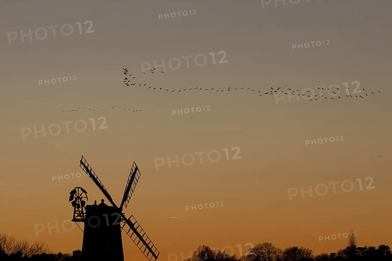 Pink-footed goose (Anser brachyrhynchus) adult geese birds flying in a flock or skein at sunset over a windmill, Norfolk, England, United Kingdom