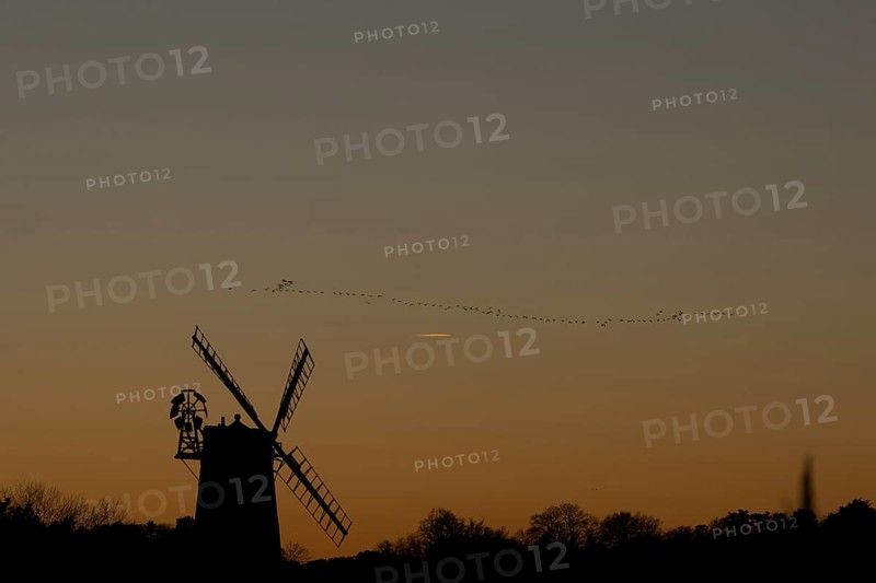Pink-footed goose (Anser brachyrhynchus) adult geese birds flying in a flock or skein at sunset over a windmill, Norfolk, England, United Kingdom
