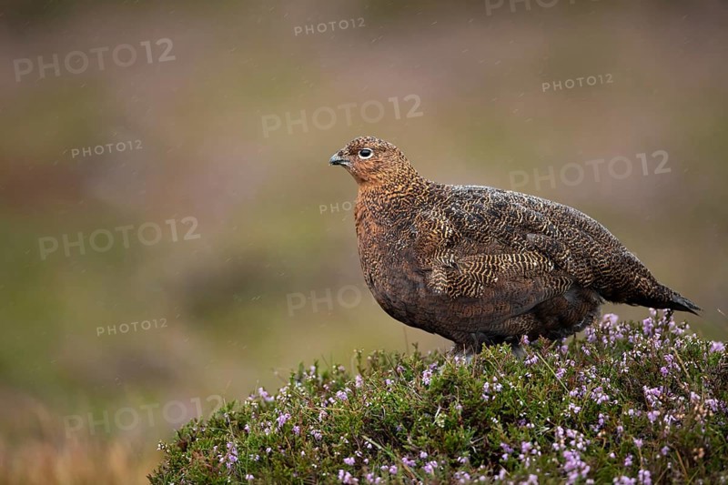 Red grouse (Lagopus lagopus scotica) adult female game bird stood on flowering heather during a rain storm, Yorkshire, England, United Kingdom