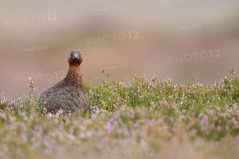 Red grouse (Lagopus lagopus scotica) adult female game bird stood on flowering heather, Yorkshire, England, United Kingdom