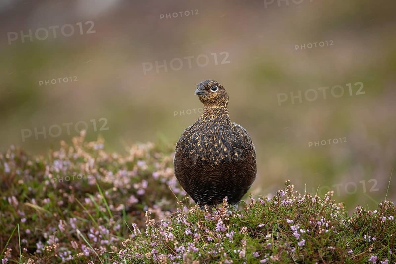 Red grouse (Lagopus lagopus scotica) adult female game bird stood on flowering heather during a rain storm, Yorkshire, England, United Kingdom