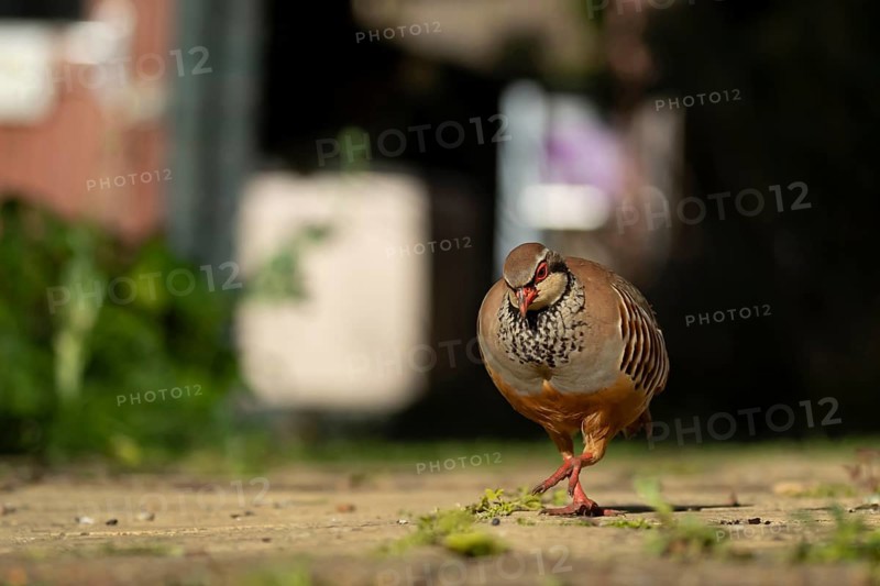 Red legged partridge (Alectoris rufa) adult game bird walking on a garden path, England, United Kingdom