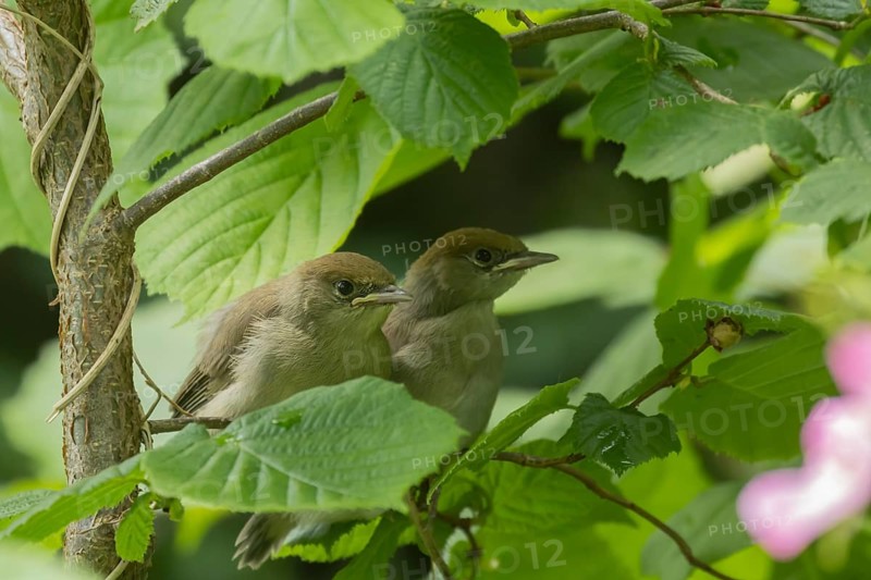 Blackcap (Sylvia atricapilla) two juvenile baby birds in a hedgerow in summer, England, United Kingdom