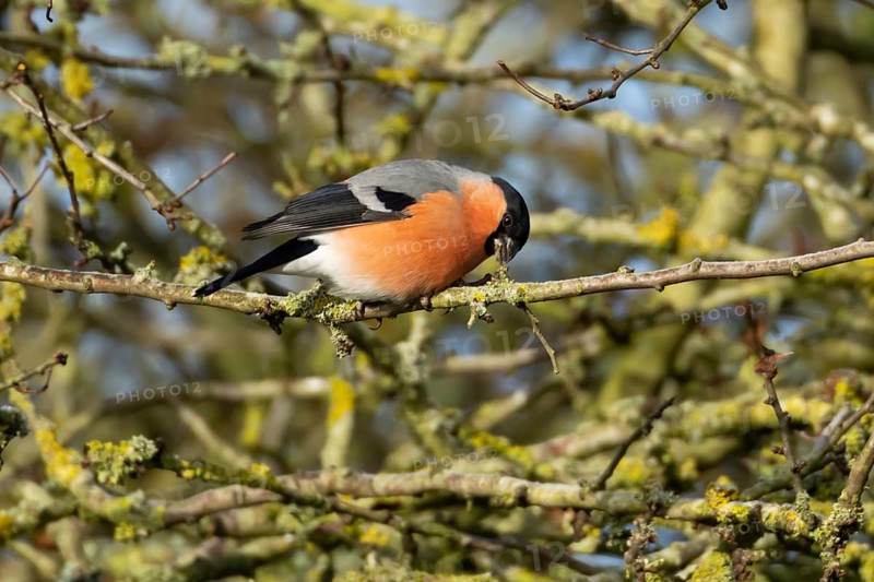 Eurasian bullfinch (Pyrrhula pyrrhula) adult male bird feeding on a tree branch in a hedgerow in winter, England, United Kingdom