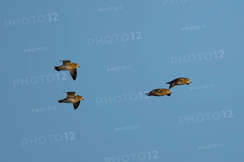 Golden plover (Pluvialis) apricaria four adult wader birds in flight, England, United Kingdom