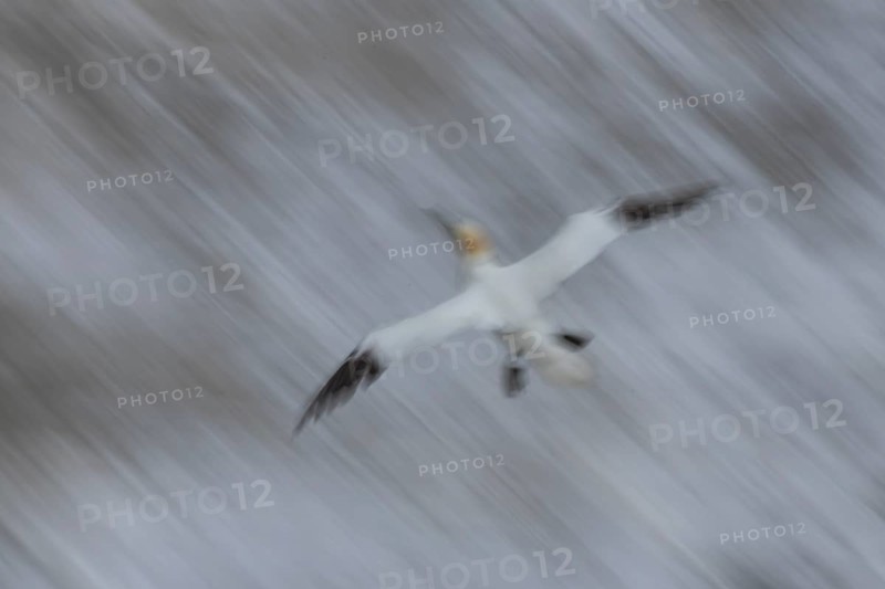 Northern gannet (Morus bassanus) adult sea bird in flight over the sea slow motion blur image, England, United Kingdom