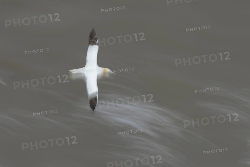 Northern gannet (Morus bassanus) adult sea bird in flight over the sea slow motion blur image, England, United Kingdom