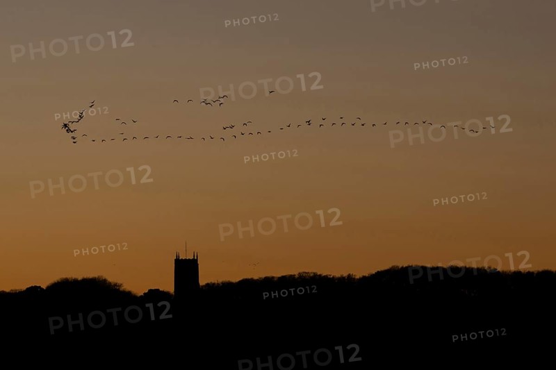 Pink-footed goose (Anser brachyrhynchus) adult geese birds flying in a flock or skein at sunset over a church, Norfolk, England, United Kingdom