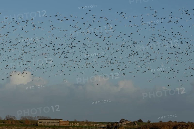 Golden plover (Pluvialis apricaria) adult wader birds in a flock in flight, England, United Kingdom