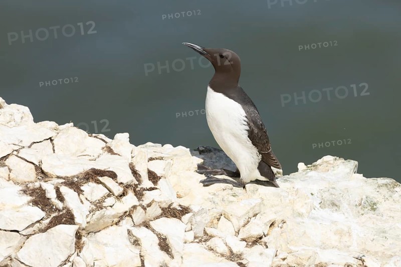 Guillemot (Uria aalge) adult sea bird on a cliff top in summer, England, United Kingdom