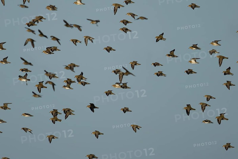 Golden plover (Pluvialis apricaria) adult wader birds in a flock in flight, England, United Kingdom