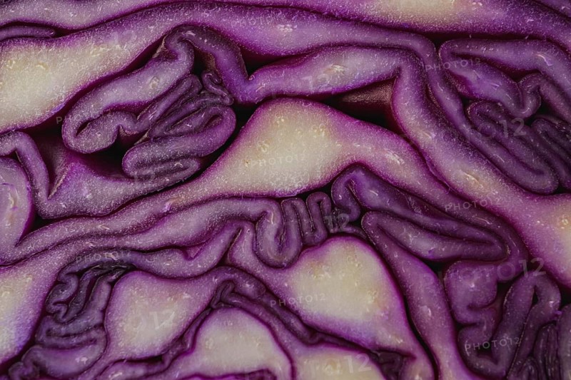 Close-up macro detail of an isolated purple cabbage or red cabbage