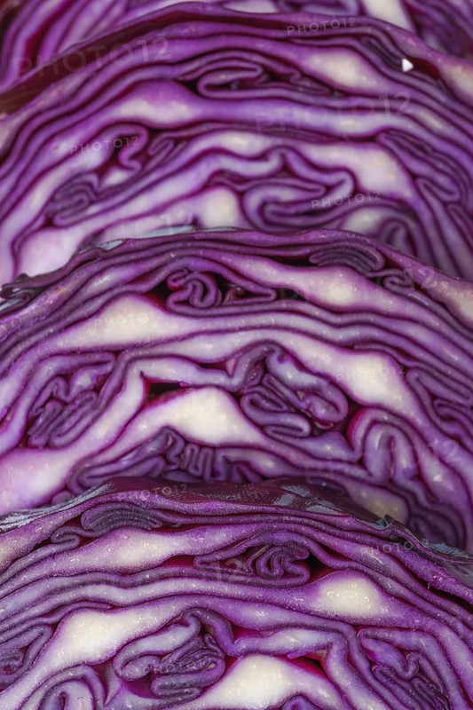 Close-up macro detail of an isolated purple cabbage or red cabbage